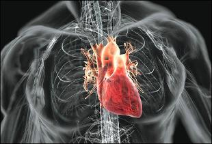 Les maladies cardio-vasculaires